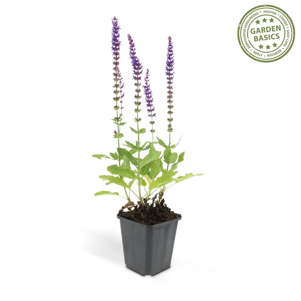 Steppen-Salbei 'Ostfriesland' 48er-Set (Salvia nemorosa) – winterharte Staude, Topf-Ø 9 cm, Höhe ca. 25 cm