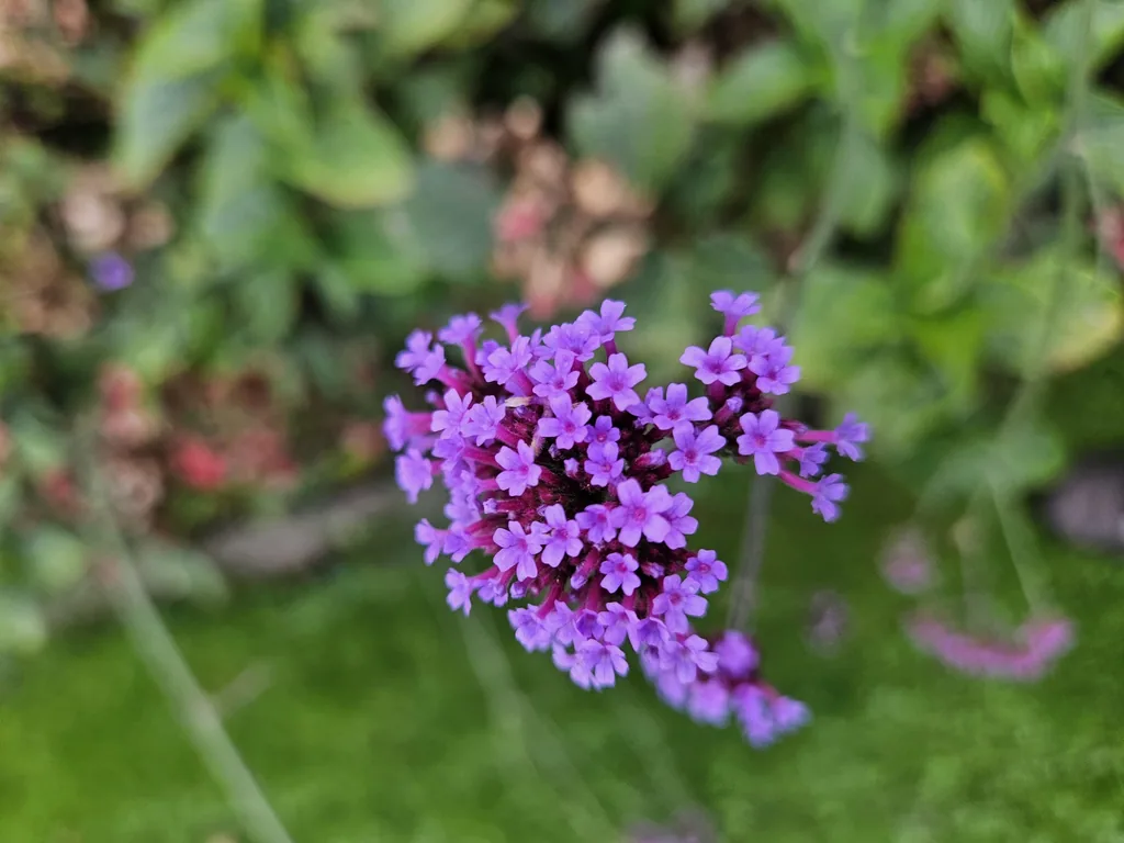 Patagonisches Eisenkraut 24er-Set (Verbena bonariensis) – winterharte Staude, Topf-Ø 9 cm, Höhe ca. 25 cm