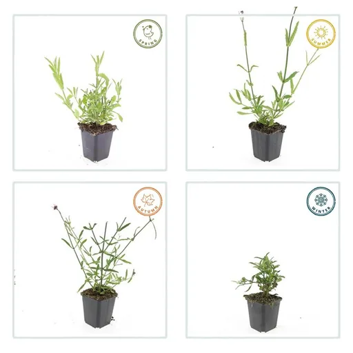 Patagonisches Eisenkraut 24er-Set (Verbena bonariensis) – winterharte Staude, Topf-Ø 9 cm, Höhe ca. 25 cm