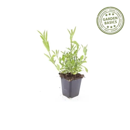 Patagonisches Eisenkraut 24er-Set (Verbena bonariensis) – winterharte Staude, Topf-Ø 9 cm, Höhe ca. 25 cm