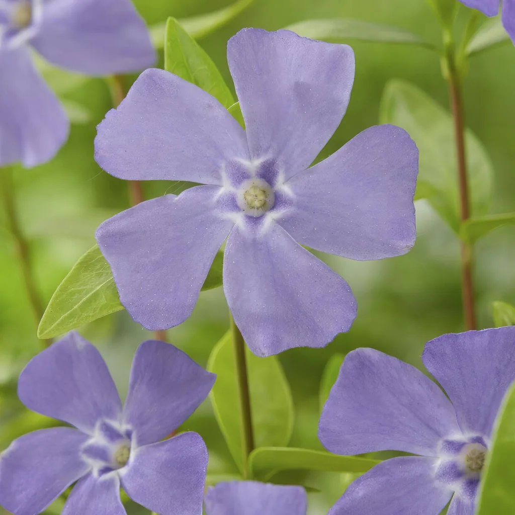 Immergrün 24er-Set (Vinca minor) – winterharter Bodendecker, Topf-Ø 9 cm, Höhe ca. 25 cm