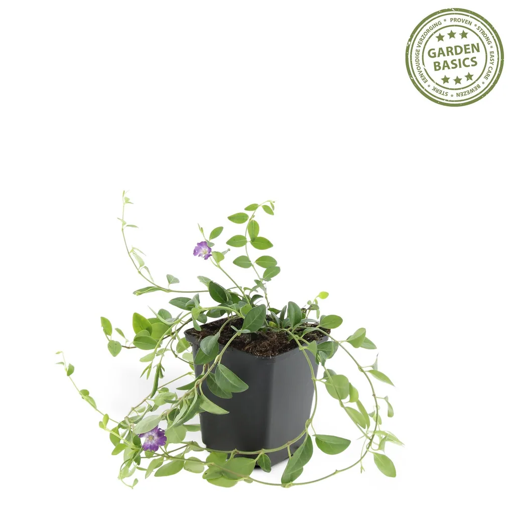Immergrün 'Atropurpurea' 24er-Set (Vinca minor) – winterharter Bodendecker, Topf-Ø 9 cm, Höhe ca. 25 cm