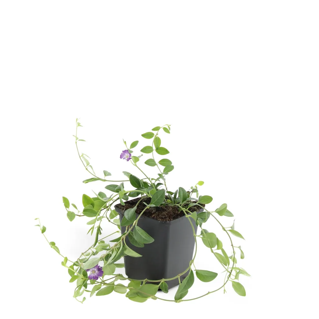 Immergrün 'Atropurpurea' 24er-Set (Vinca minor) – winterharter Bodendecker, Topf-Ø 9 cm, Höhe ca. 25 cm