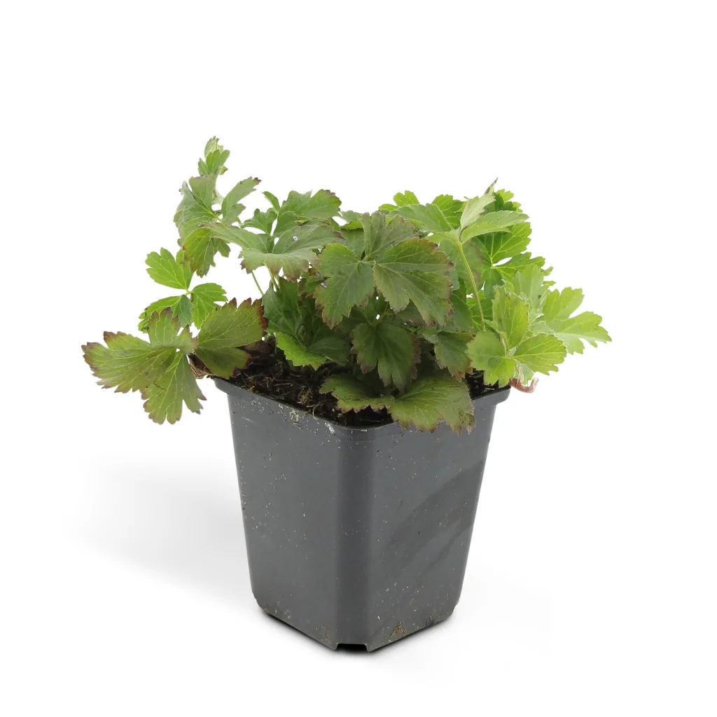 Golderdbeere 24er-Set (Waldsteinia ternata) – winterharter Bodendecker, Topf-Ø 9 cm, Höhe ca. 25 cm