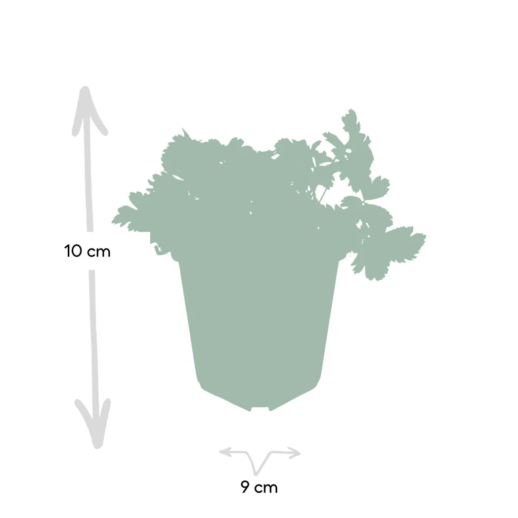 Golderdbeere 24er-Set (Waldsteinia ternata) – winterharter Bodendecker, Topf-Ø 9 cm, Höhe ca. 25 cm