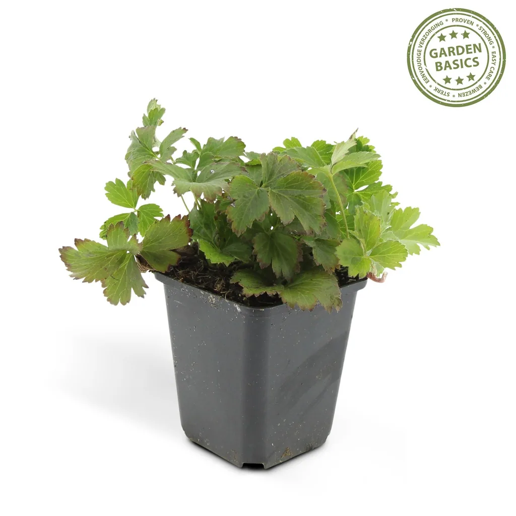 Golderdbeere 48er-Set (Waldsteinia ternata) – winterharter Bodendecker, Topf-Ø 9 cm, Höhe ca. 25 cm