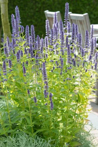 Duftnessel 'Black Adder' 48er-Set (Agastache foeniculum) – winterharte Staude, Topf-Ø 9 cm, Höhe ca. 25 cm