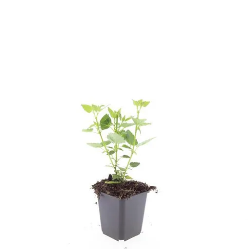 Duftnessel 'Blue Fortune' 48er-Set (Agastache foeniculum) – winterharte Staude, Topf-Ø 9 cm, Höhe ca. 25 cm