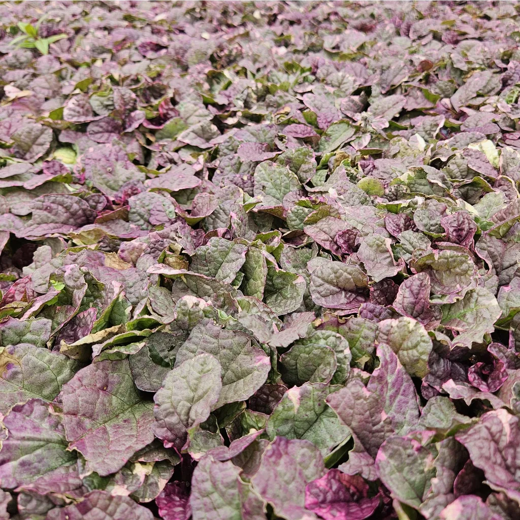 Kriechender Günsel 'Burgundy Glow' 24er-Set (Ajuga reptans) – winterharte Bodendecker-Staude, Topf-Ø 9 cm, Höhe ca. 25 cm