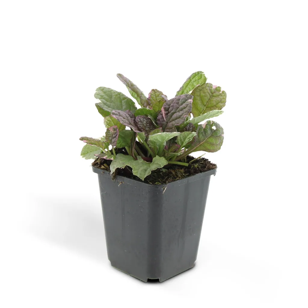 Kriechender Günsel 'Burgundy Glow' 24er-Set (Ajuga reptans) – winterharte Bodendecker-Staude, Topf-Ø 9 cm, Höhe ca. 25 cm