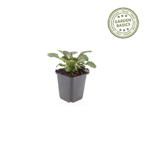 Kriechender Günsel 'Catlin' 24er-Set (Ajuga reptans) – winterharte Bodendecker-Staude, Topf-Ø 9 cm, Höhe ca. 25 cm