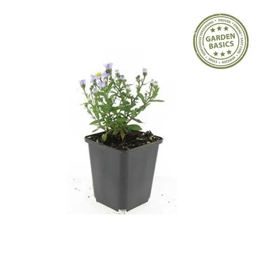 Aster 'Prof. Anton Kippenberg' 24er-Set (Aster ageratoides) – winterharte Staude, Topf-Ø 9 cm, Höhe ca. 25 cm