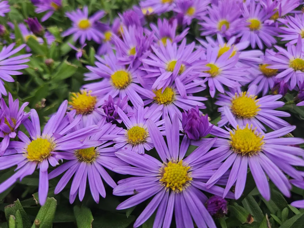Aster 'Prof. Anton Kippenberg' 24er-Set (Aster ageratoides) – winterharte Staude, Topf-Ø 9 cm, Höhe ca. 25 cm