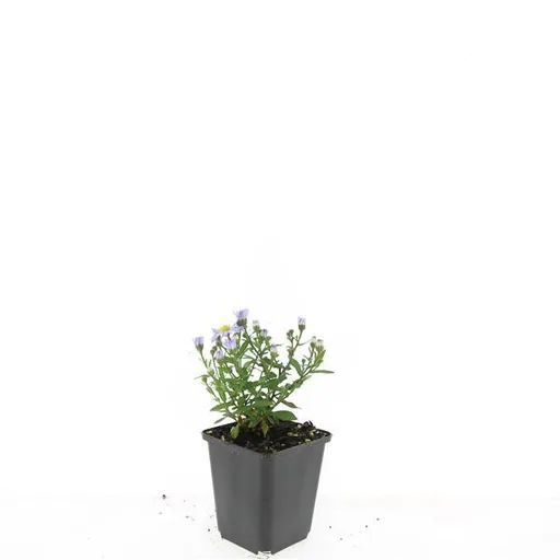 Aster 'Prof. Anton Kippenberg' 48er-Set (Aster ageratoides) – winterharte Staude, Topf-Ø 9 cm, Höhe ca. 25 cm