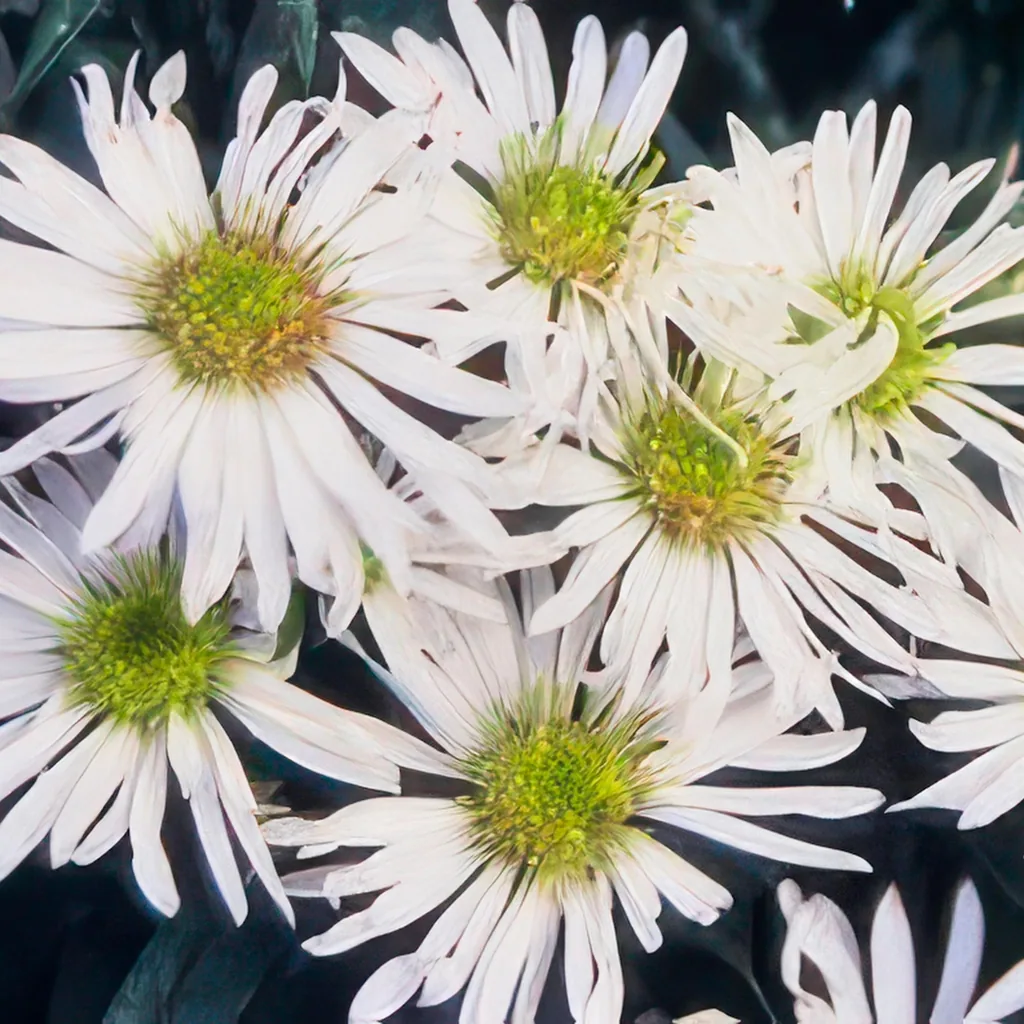 Wildaster 'Ashvi' 24er-Set (Aster ageratoides) – winterharte Staude, Topf-Ø 9 cm, Höhe ca. 25 cm