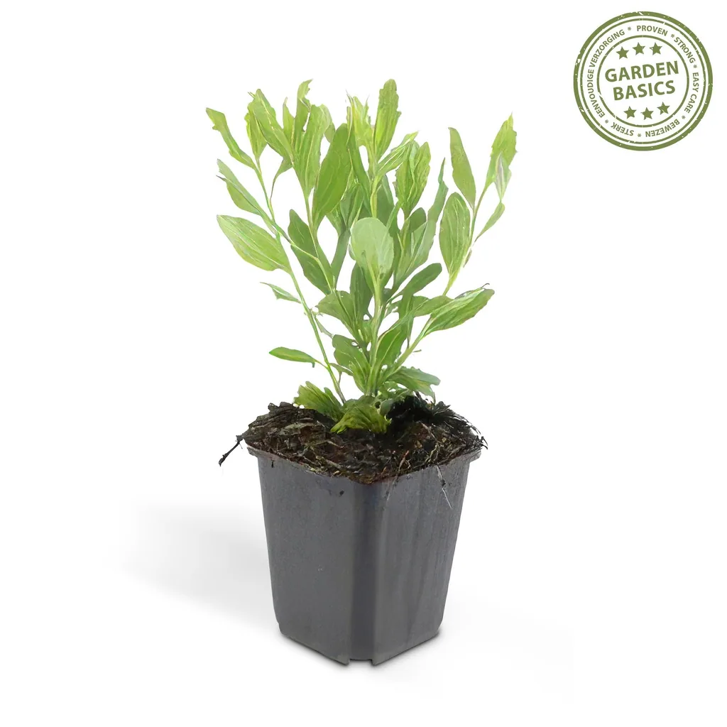 Wildaster 'Ashvi' 48er-Set (Aster ageratoides) – winterharte Staude, Topf-Ø 9 cm, Höhe ca. 25 cm