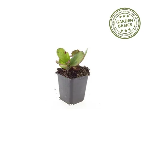 Herzblatt-Bergenie 'Herbstblüte' 24er-Set (Bergenia cordifolia) – winterharte Staude, Topf-Ø 9 cm, Höhe ca. 25 cm