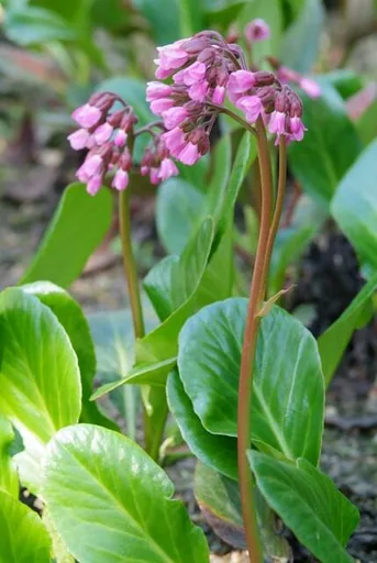 Herzblatt-Bergenie 'Herbstblüte' 24er-Set (Bergenia cordifolia) – winterharte Staude, Topf-Ø 9 cm, Höhe ca. 25 cm
