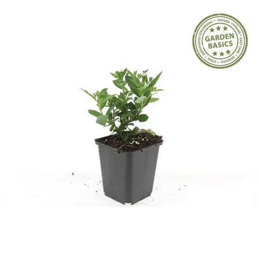 Wildaster 'Stardust' 48er-Set (Aster ageratoides) – winterharte Staude, Topf-Ø 9 cm, Höhe ca. 25 cm