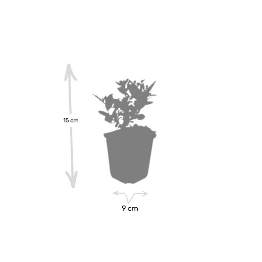 Wildaster 'Stardust' 48er-Set (Aster ageratoides) – winterharte Staude, Topf-Ø 9 cm, Höhe ca. 25 cm