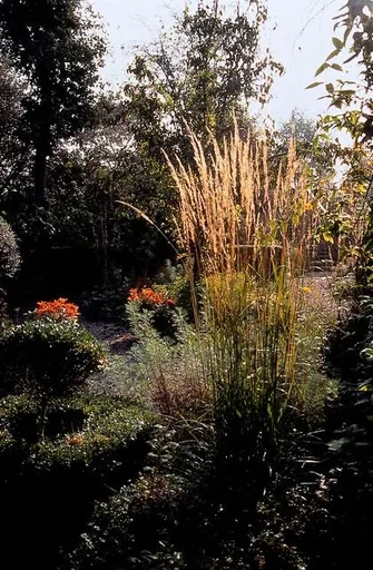 Garten-Reitgras 'Karl Foerster' 48er-Set (Calamagrostis x) – winterhartes Ziergras, Topf-Ø 9 cm, Höhe ca. 25 cm