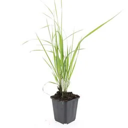 Garten-Reitgras 'Karl Foerster' 48er-Set (Calamagrostis x) – winterhartes Ziergras, Topf-Ø 9 cm, Höhe ca. 25 cm