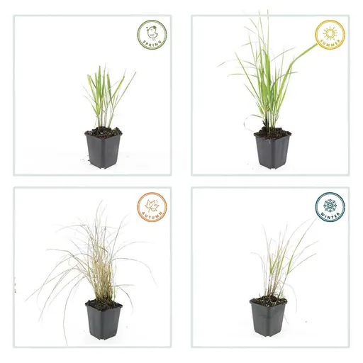 Garten-Reitgras 'Karl Foerster' 48er-Set (Calamagrostis x) – winterhartes Ziergras, Topf-Ø 9 cm, Höhe ca. 25 cm