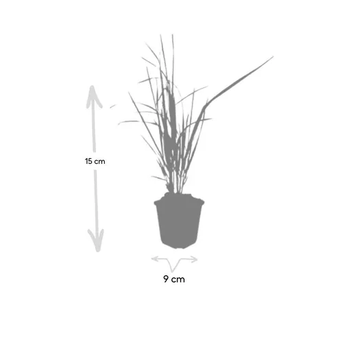 Garten-Reitgras 'Karl Foerster' 48er-Set (Calamagrostis x) – winterhartes Ziergras, Topf-Ø 9 cm, Höhe ca. 25 cm