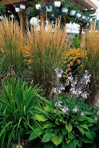 Garten-Reitgras 'Karl Foerster' 48er-Set (Calamagrostis x) – winterhartes Ziergras, Topf-Ø 9 cm, Höhe ca. 25 cm