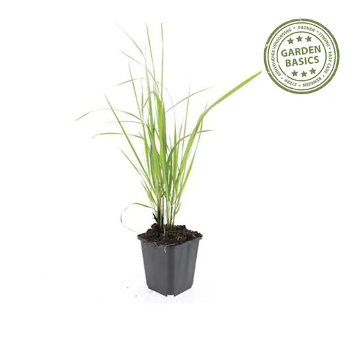 Garten-Reitgras 'Karl Foerster' 48er-Set (Calamagrostis x) – winterhartes Ziergras, Topf-Ø 9 cm, Höhe ca. 25 cm