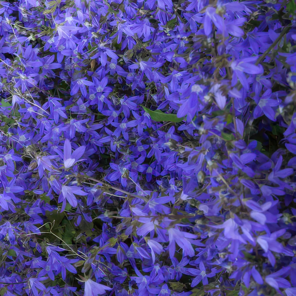 Hängepolster-Glockenblume 'Stella' 24er-Set (Campanula poscharskyana) – winterharte Polsterstaude, Topf-Ø 9 cm, Höhe ca. 25 cm