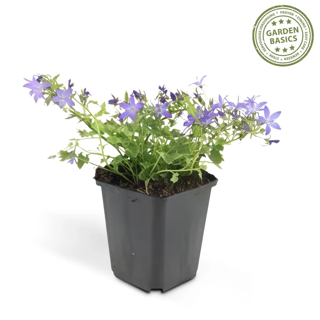 Hängepolster-Glockenblume 'Stella' 24er-Set (Campanula poscharskyana) – winterharte Polsterstaude, Topf-Ø 9 cm, Höhe ca. 25 cm