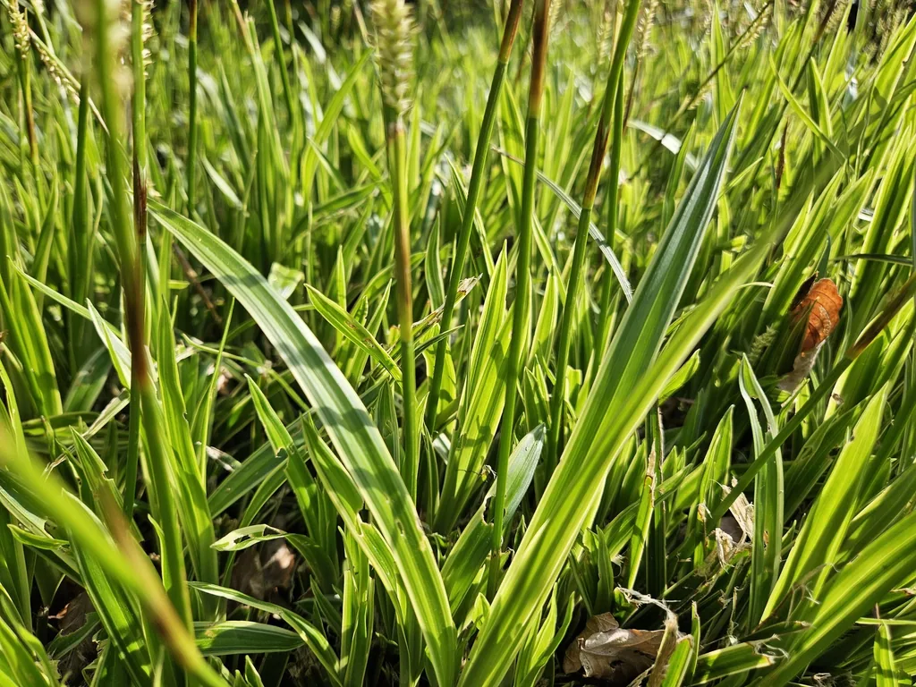 Japan-Segge 'Aureovariegata' 24er-Set (Carex morrowii) – winterhartes Ziergras, Topf-Ø 9 cm, Höhe ca. 25 cm