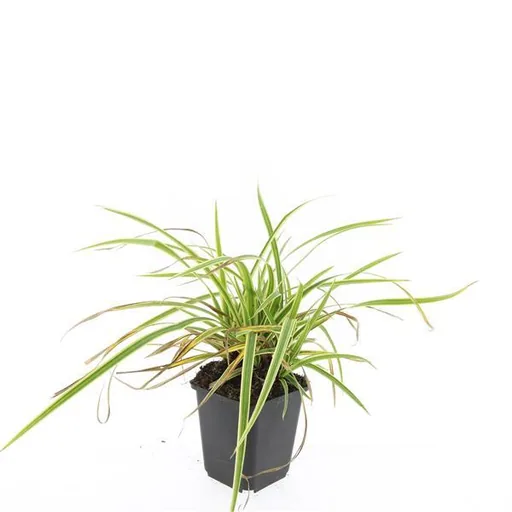 Japan-Segge 'Aureovariegata' 24er-Set (Carex morrowii) – winterhartes Ziergras, Topf-Ø 9 cm, Höhe ca. 25 cm