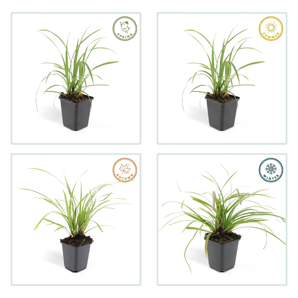 Japan-Segge 'Ice Dance' 24er-Set (Carex morrowii) – winterhartes Ziergras, Topf-Ø 9 cm, Höhe ca. 25 cm