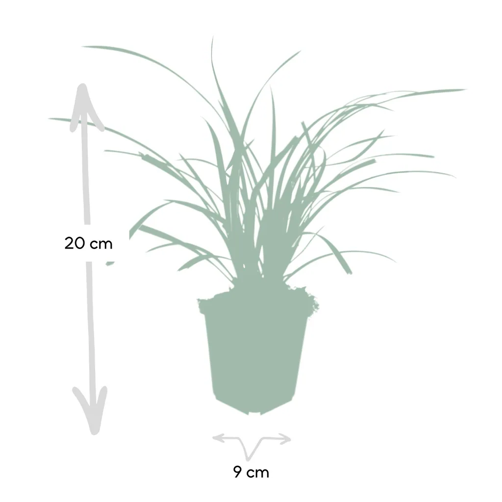 Japan-Segge 'Ice Dance' 24er-Set (Carex morrowii) – winterhartes Ziergras, Topf-Ø 9 cm, Höhe ca. 25 cm
