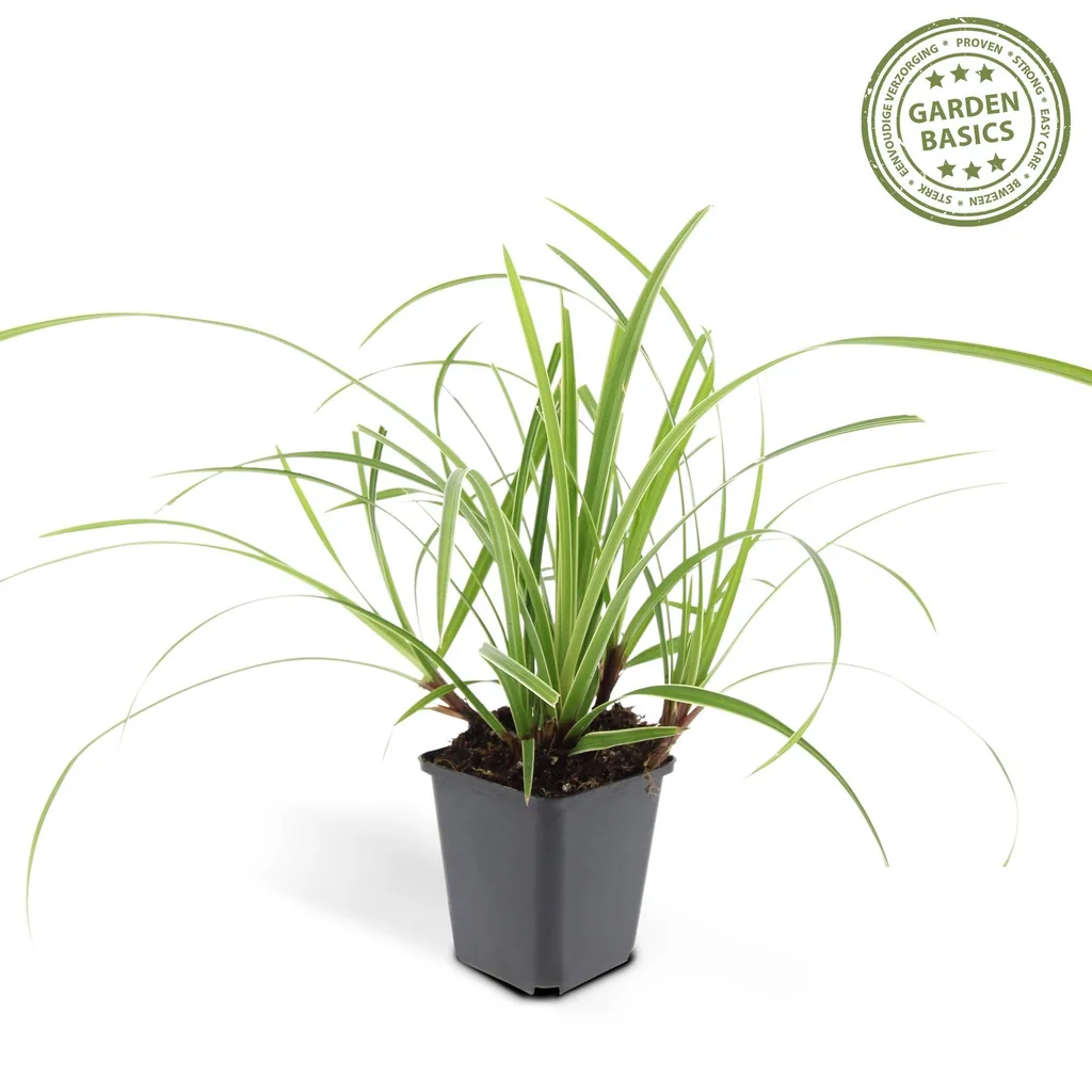 Japan-Segge 'Ice Dance' 24er-Set (Carex morrowii) – winterhartes Ziergras, Topf-Ø 9 cm, Höhe ca. 25 cm