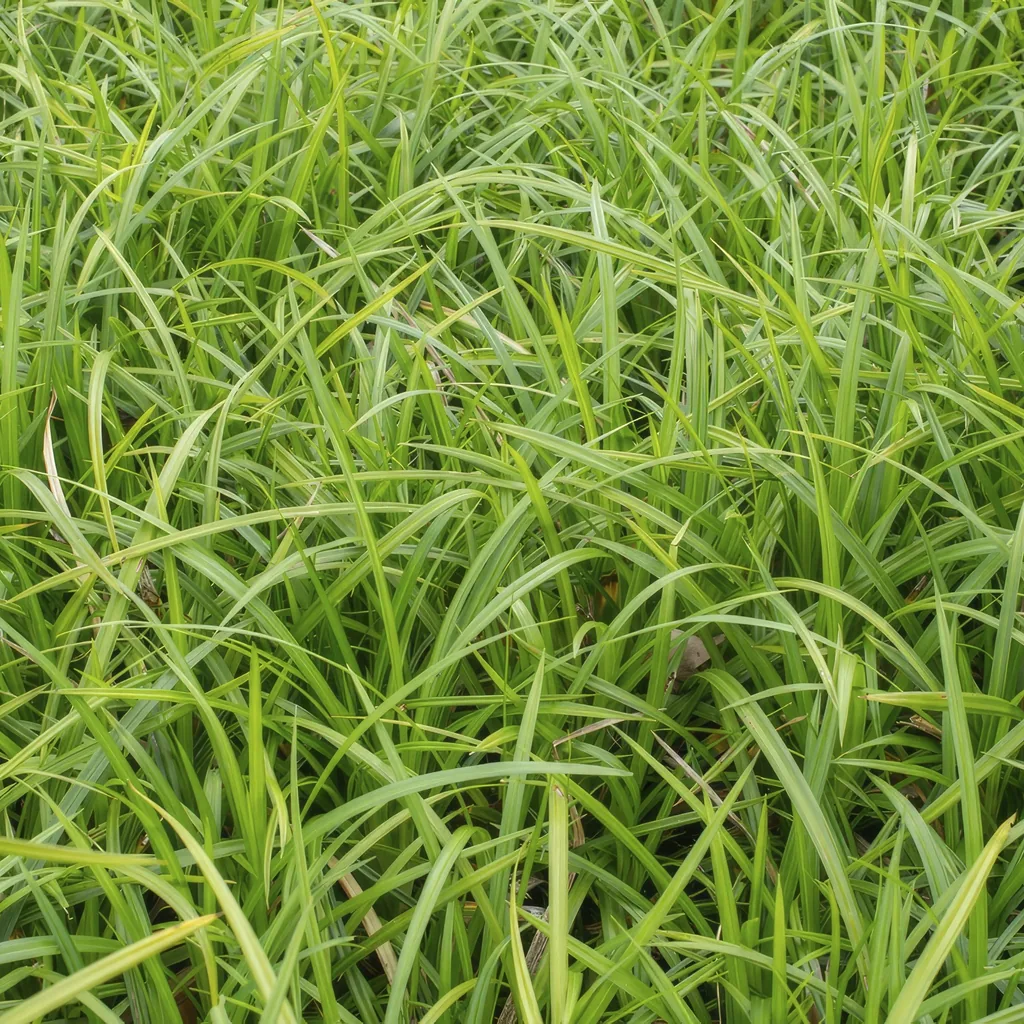 Japan-Segge 'Irish Green' 48er-Set (Carex morrowii) – winterhartes Ziergras, Topf-Ø 9 cm, Höhe ca. 25 cm