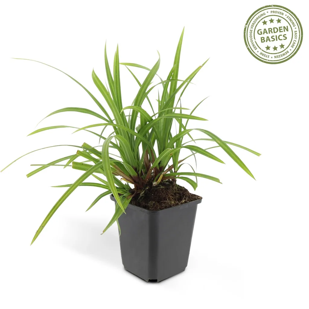 Japan-Segge 'Irish Green' 48er-Set (Carex morrowii) – winterhartes Ziergras, Topf-Ø 9 cm, Höhe ca. 25 cm