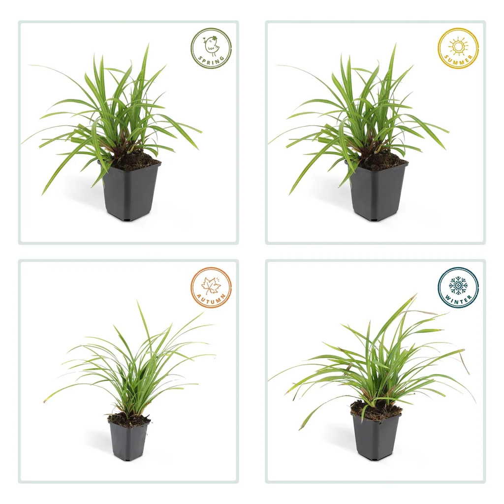 Japan-Segge 'Irish Green' 48er-Set (Carex morrowii) – winterhartes Ziergras, Topf-Ø 9 cm, Höhe ca. 25 cm