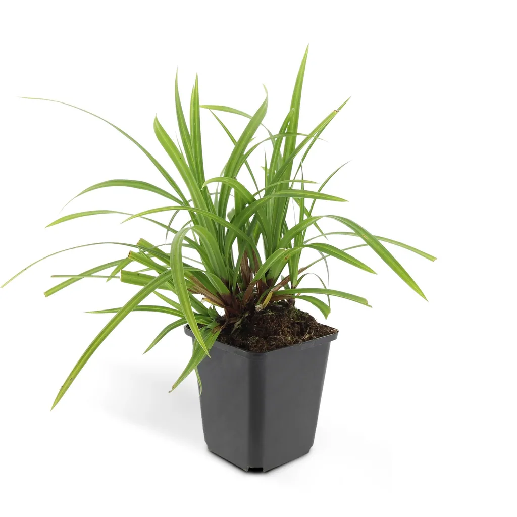 Japan-Segge 'Irish Green' 48er-Set (Carex morrowii) – winterhartes Ziergras, Topf-Ø 9 cm, Höhe ca. 25 cm