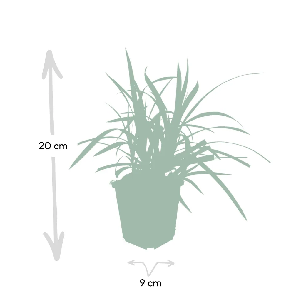 Japan-Segge 'Irish Green' 48er-Set (Carex morrowii) – winterhartes Ziergras, Topf-Ø 9 cm, Höhe ca. 25 cm