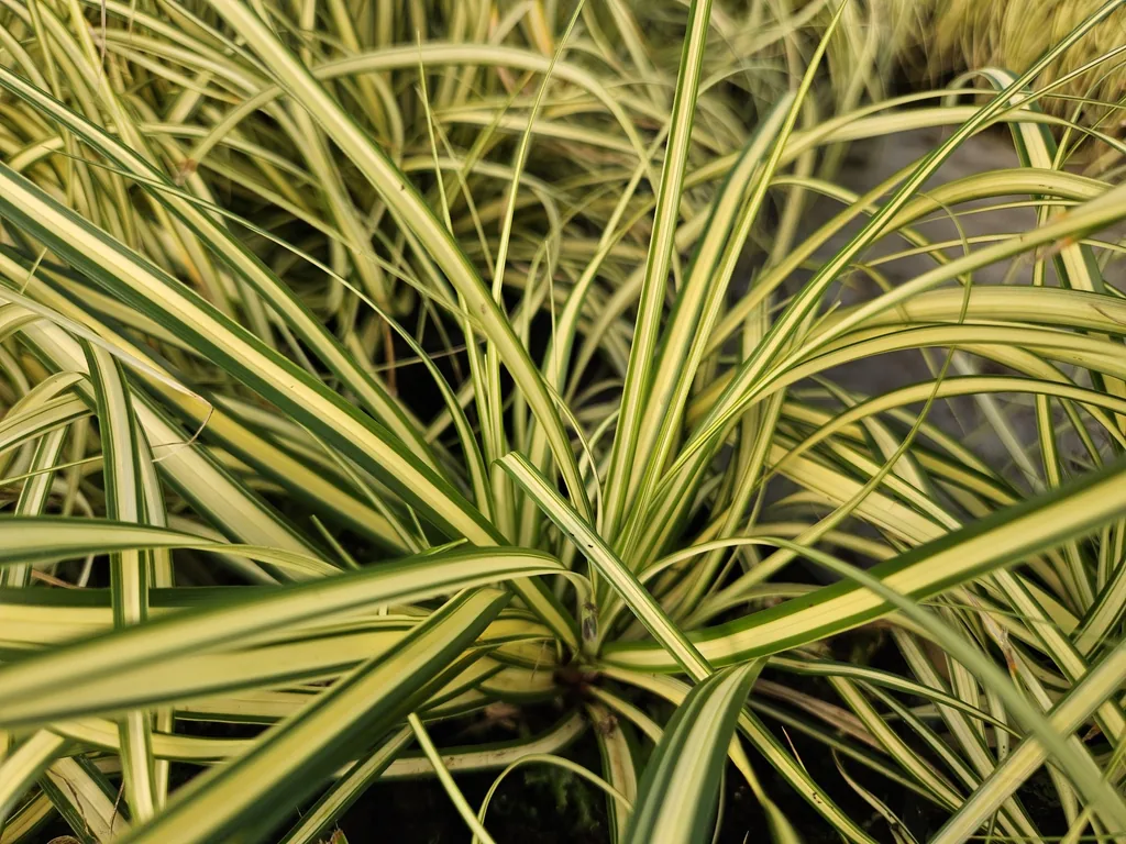 Japan-Gold-Segge 'Evergold' 48er-Set (Carex oshimensis) – winterhartes Ziergras, Topf-Ø 9 cm, Höhe ca. 25 cm