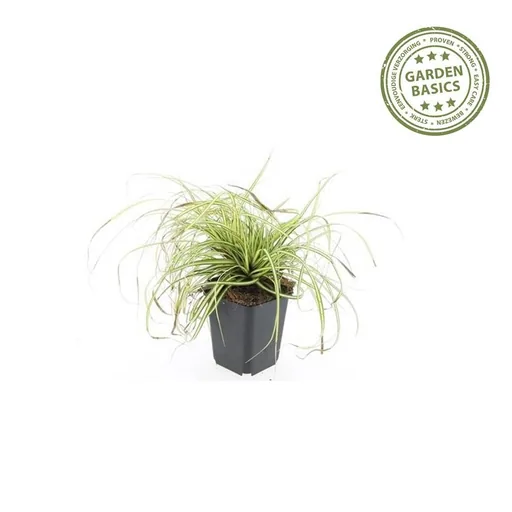 Japan-Gold-Segge 'Evergold' 48er-Set (Carex oshimensis) – winterhartes Ziergras, Topf-Ø 9 cm, Höhe ca. 25 cm