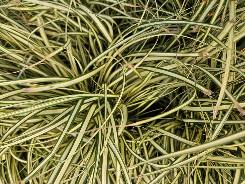 Japan-Gold-Segge 'Evergold' 48er-Set (Carex oshimensis) – winterhartes Ziergras, Topf-Ø 9 cm, Höhe ca. 25 cm