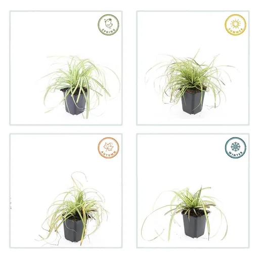 Japan-Gold-Segge 'Evergold' 48er-Set (Carex oshimensis) – winterhartes Ziergras, Topf-Ø 9 cm, Höhe ca. 25 cm