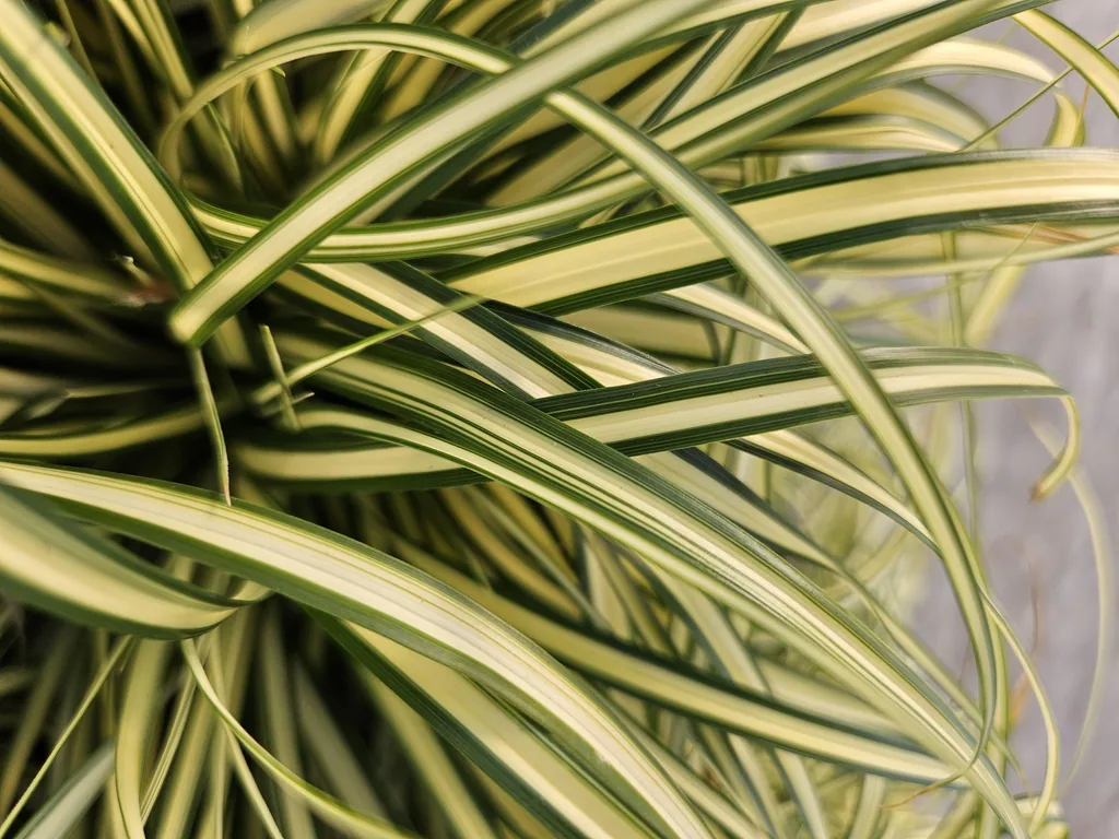 Japan-Gold-Segge 'Evergold' 48er-Set (Carex oshimensis) – winterhartes Ziergras, Topf-Ø 9 cm, Höhe ca. 25 cm