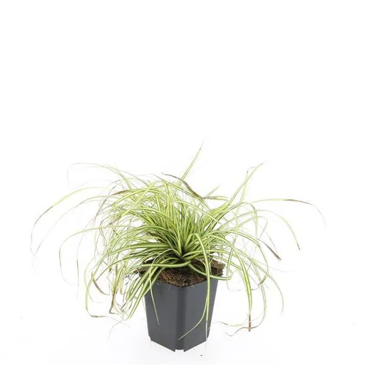 Japan-Gold-Segge 'Evergold' 48er-Set (Carex oshimensis) – winterhartes Ziergras, Topf-Ø 9 cm, Höhe ca. 25 cm
