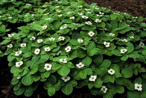 Teppichhartriegel 48er-Set (Cornus canadensis) – winterharte Staude, Topf-Ø 9 cm, Höhe ca. 25 cm