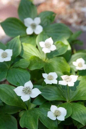 Teppichhartriegel 48er-Set (Cornus canadensis) – winterharte Staude, Topf-Ø 9 cm, Höhe ca. 25 cm